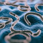 Ebola: tracce nel cervello anche a distanza di anni