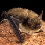 Myotis septentrionalis: minacciati dal 2015 ora a rischio estinzione %myotis septentrionalis: minacciati dal 2015 ora a rischio estinzionecount(title)% Myotis septentrionalis: minacciati dal 2015 ora a rischio estinzione