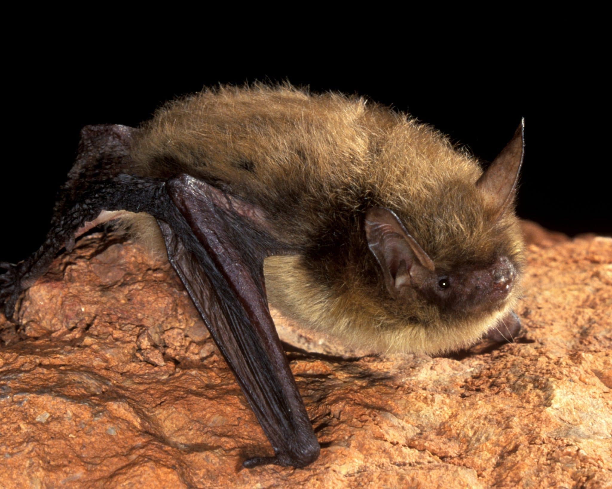 Myotis septentrionalis