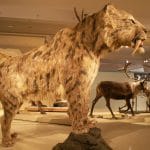 Tigre dai denti a sciabola: esemplare di 42 milioni di anni
