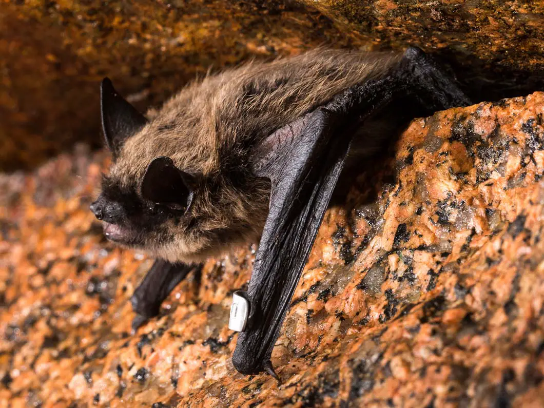 Myotis septentrionalis