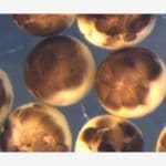 Architettura molecolare delle cellule alterata dall'obesità 