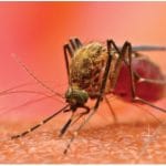 Zanzare trasmettono virus che causano artrite grave