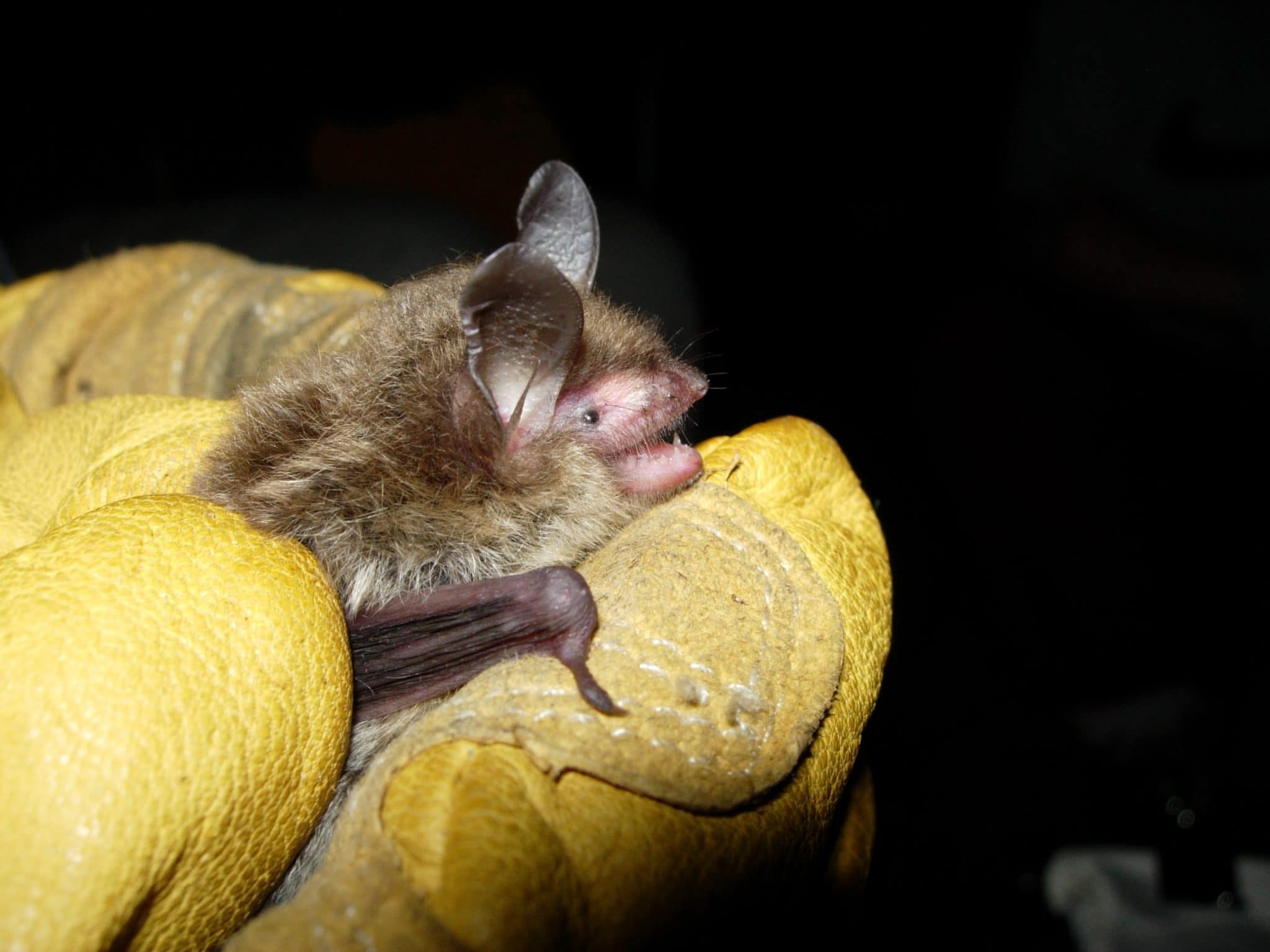 Myotis septentrionalis