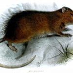 Crispr: un topo spinge per la resurrezione delle specie