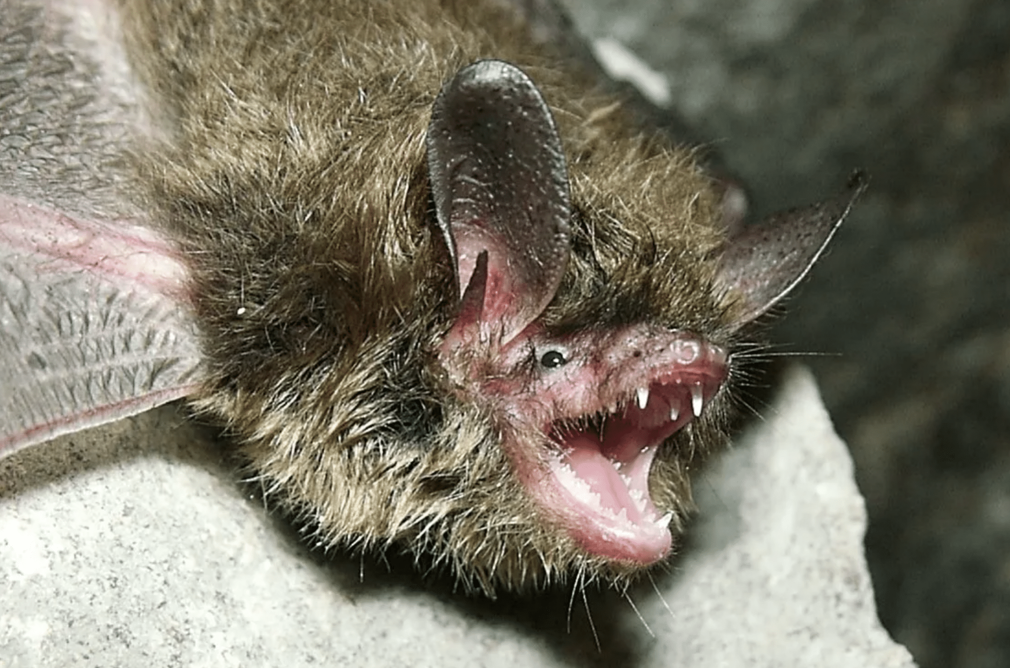 Myotis septentrionalis