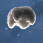 Biobot fatti di cellule: il confine tra creatura e macchina