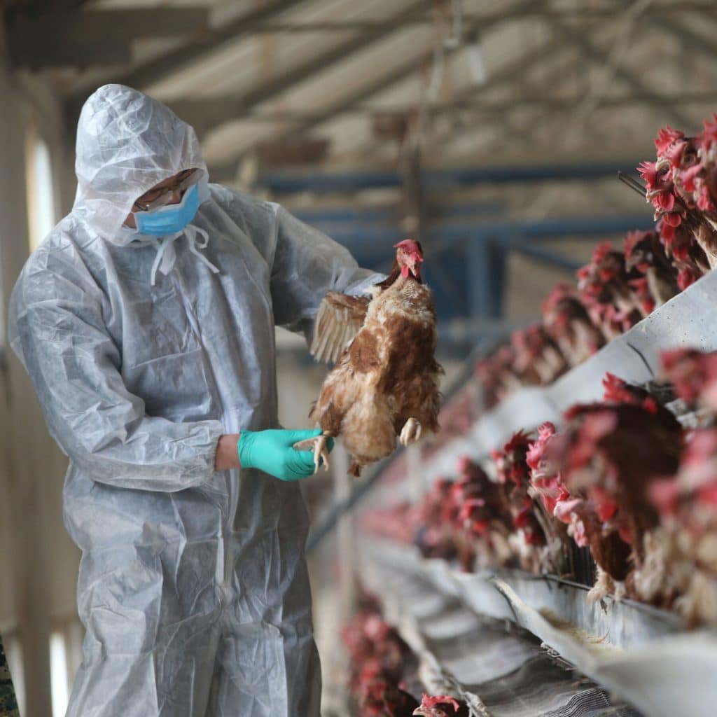 New Avian Influenza