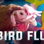 Nuova influenza aviaria: oltre 24 milioni di volatili morti %nuova influenza aviaria: oltre 24 milioni di volatili morticount(title)% Nuova influenza aviaria: oltre 24 milioni di volatili morti