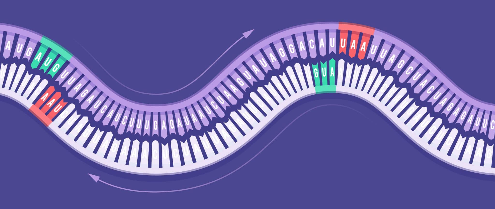 Virus a rna