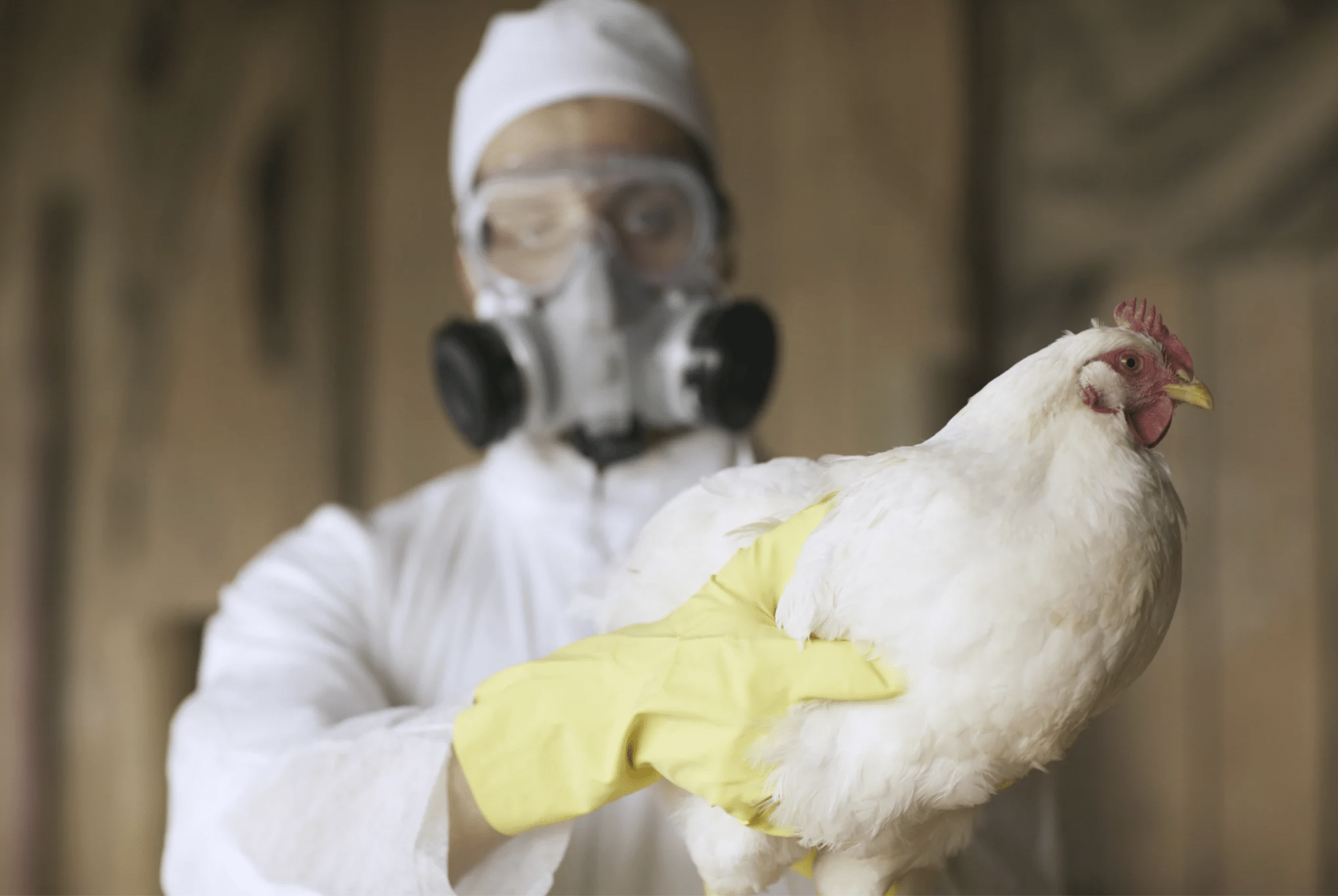 Nuova influenza aviaria