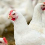 H5n1 si sta adattando all’uomo? Cosa mostra il nuovo studio %h5n1 si sta adattando all’uomo? Cosa mostra il nuovo studiocount(title)% H5n1 si sta adattando all’uomo? Cosa mostra il nuovo studio