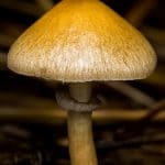 Fungo magico: scoperta nuova specie nella selva australiana %fungo magico: scoperta nuova specie nella selva australianacount(title)% Fungo magico: scoperta nuova specie nella selva australiana