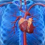 Cuore in miniatura aiuta a capire le malattie cardiache