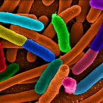 E415: l'additivo alimentare che colpisce il microbiota