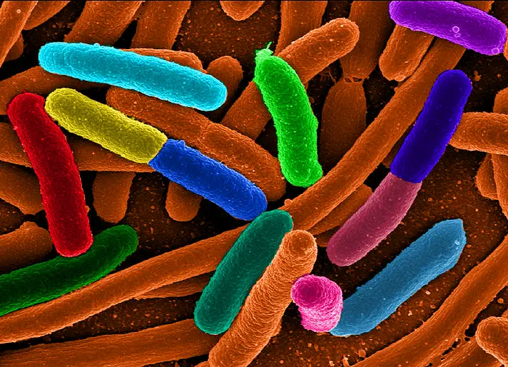 E415: l'additivo alimentare che colpisce il microbiota