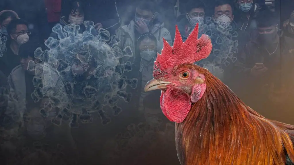 Influenza aviaria H3N8