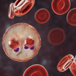 Malaria: dopo 100 anni si sa come si è trasmessa agli umani %malaria: dopo 100 anni si sa come si è trasmessa agli umanicount(title)% Malaria: dopo 100 anni si sa come si è trasmessa agli umani