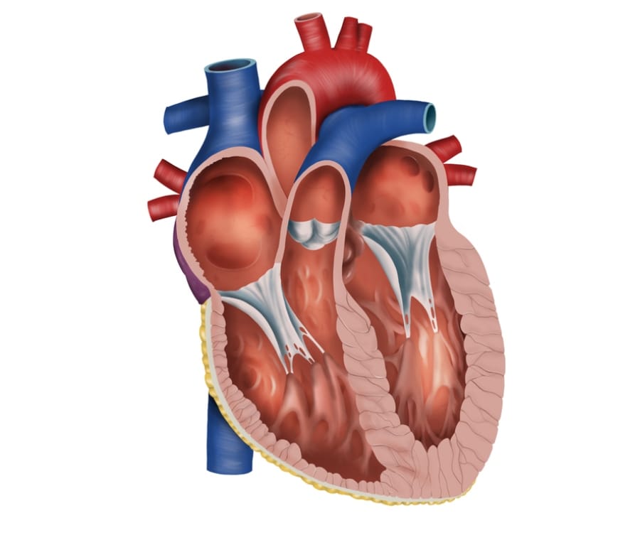 Cuore in miniatura