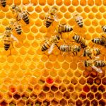 Api: una razza più resistente del 30% %api: una razza più resistente del 30%count(title)% Api: una razza più resistente del 30%