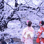 Hanami: il fenomeno giapponese arriva 11 giorni in anticipo %hanami: il fenomeno giapponese arriva 11 giorni in anticipocount(title)% Hanami: il fenomeno giapponese arriva 11 giorni in anticipo