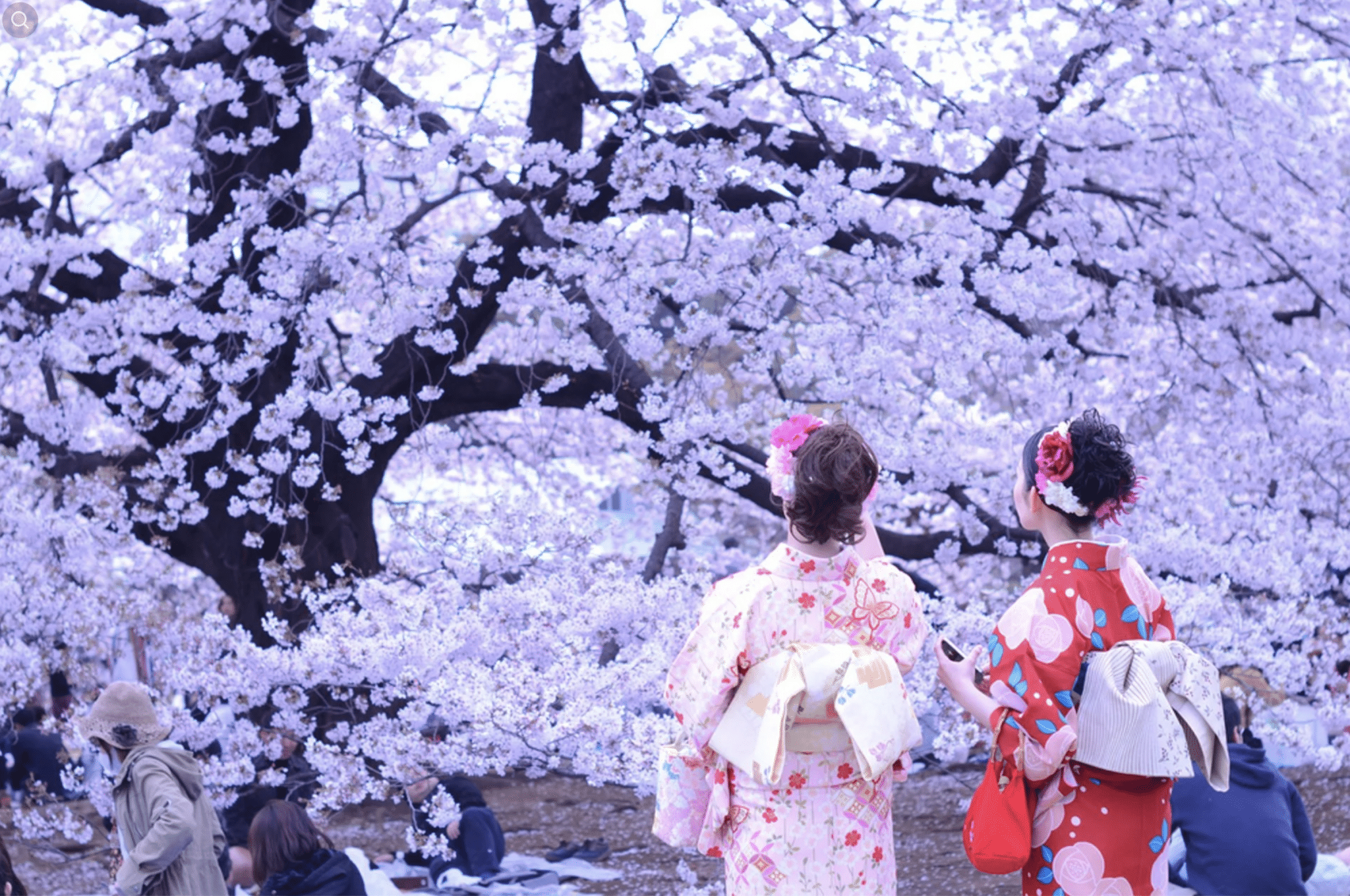 Hanami