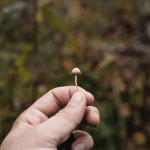 Psilocibina come cura contro la depressione quasi al 100% %psilocibina come cura contro la depressione quasi al 100%count(title)% Psilocibina come cura contro la depressione quasi al 100%