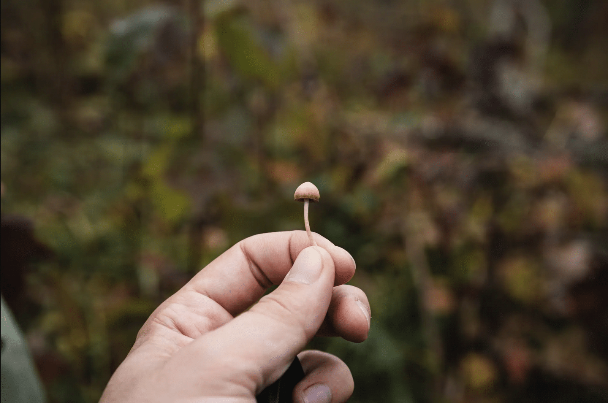 Psilocybin as a cure for depression