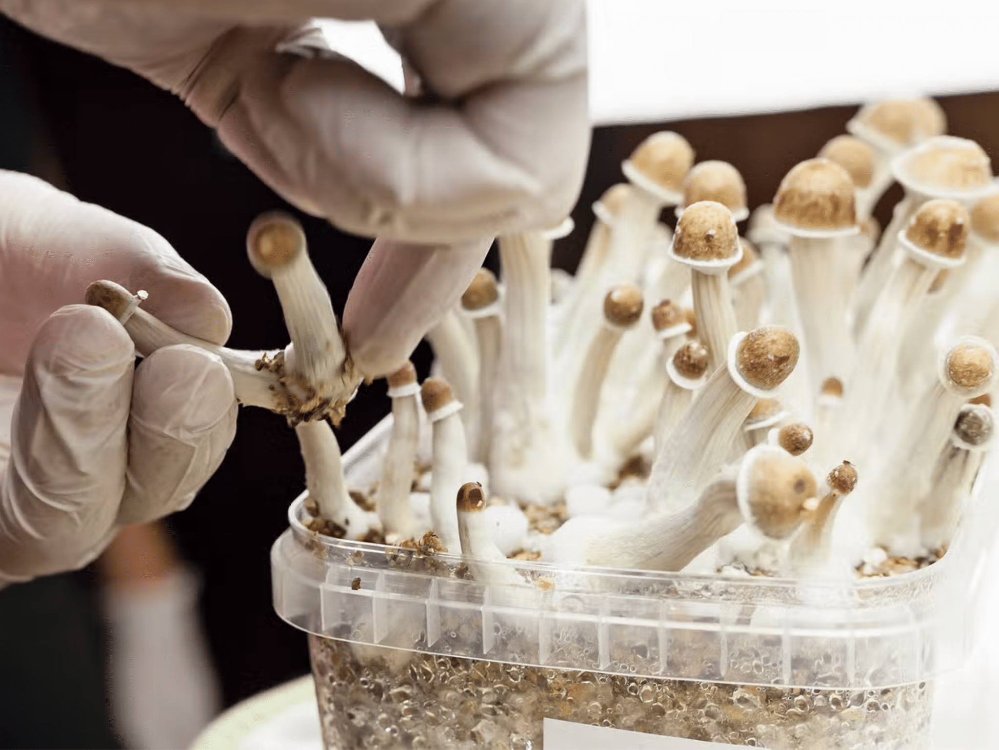 Psilocybin as a cure for depression