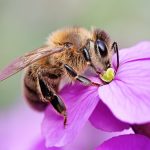 Api: come gli umani in grado di distinguere tra pari e dispari %api: come gli umani in grado di distinguere tra pari e disparicount(title)% Api: come gli umani in grado di distinguere tra pari e dispari