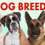 Razze canine: un test su 2000 esemplari sfata alcuni miti %razze canine: un test su 2000 esemplari sfata alcuni miticount(title)% Razze canine: un test su 2000 esemplari sfata alcuni miti