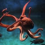 Perché i polpi sono così intelligenti? Il dna ripiegato svela un indizio
