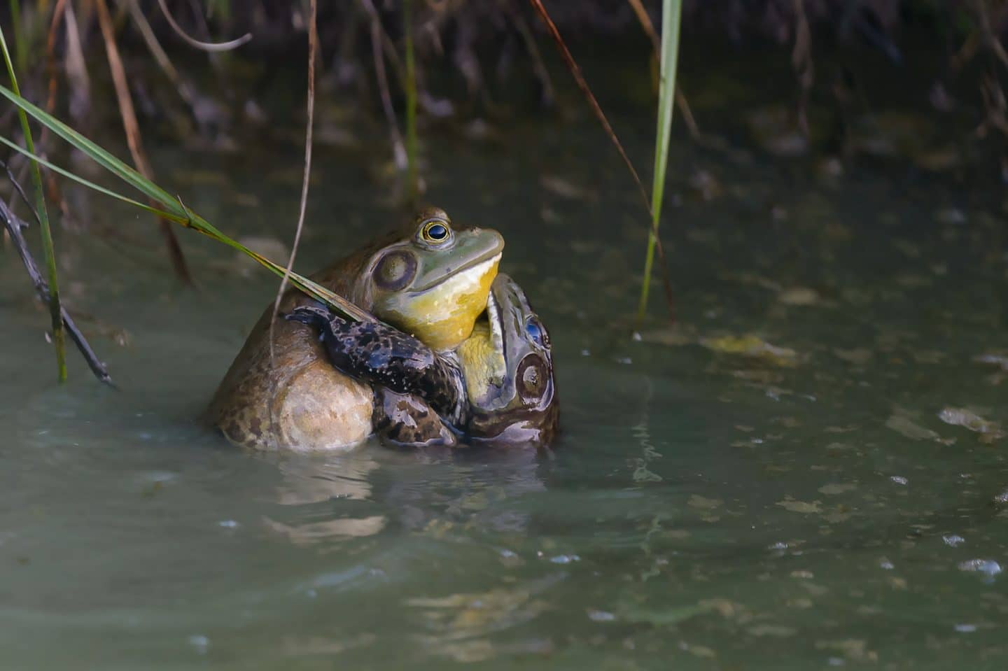 Il cervello può funzionare senza glucosio? Il caso delle rane toro %il cervello può funzionare senza glucosio? Il caso delle rane torocount(title)% Rana toro lithobates catesbeianus
