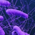 Clostridioides difficile: come il c-di-gmp controlla le spore?