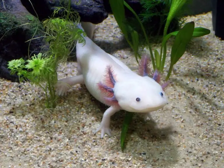 Axolotl e rigenerazione ossea