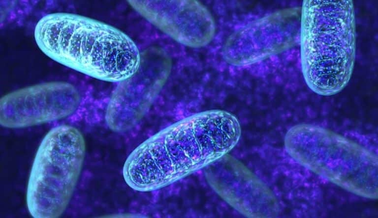DNA mitocondriale