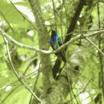 Campylopterus phainopeplus: dal 2010 eccolo riapparire