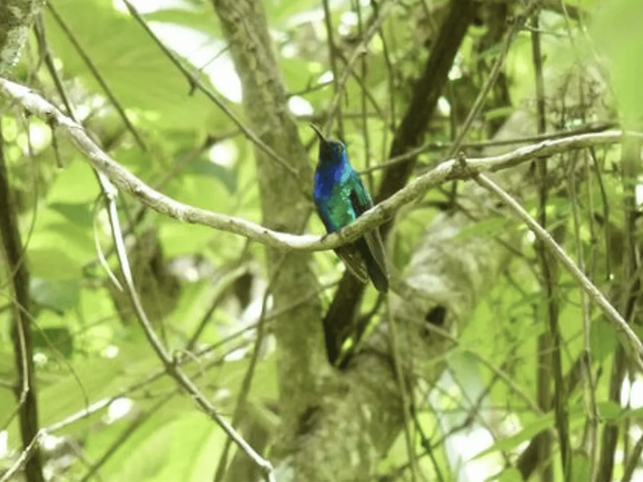 Campylopterus phainopeplus