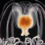 Turritopsis dohrnii: ha scoperto la ricetta dell'immortalità