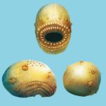 Saccorhytus: il microbo di 500 milioni di anni senza ano