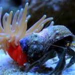 Stylobates calcifer: la nuova anemone recentemente scoperta