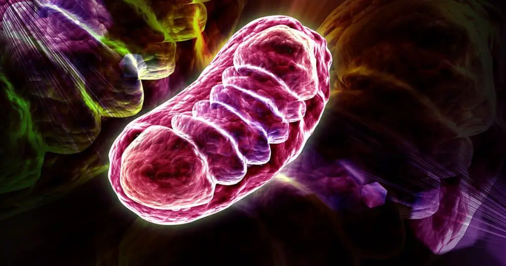 DNA mitocondriale
