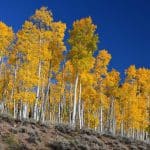 Pando: 40 mila alberi formano un singolo essere vivente %pando: 40 mila alberi formano un singolo essere viventecount(title)% Pando: 40 mila alberi formano un singolo essere vivente
