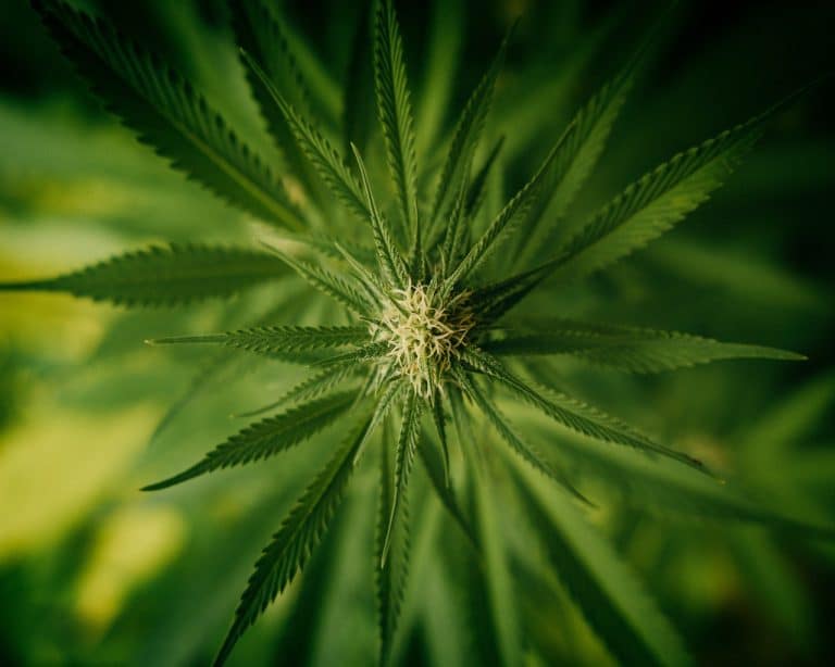 Legalizzazione della cannabis, marijuana, cannabis terapeutica