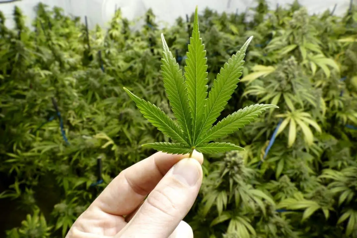 Legalizzazione della cannabis, abuso di cannabis
