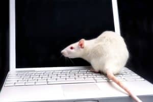 Webworm RAT Hacker