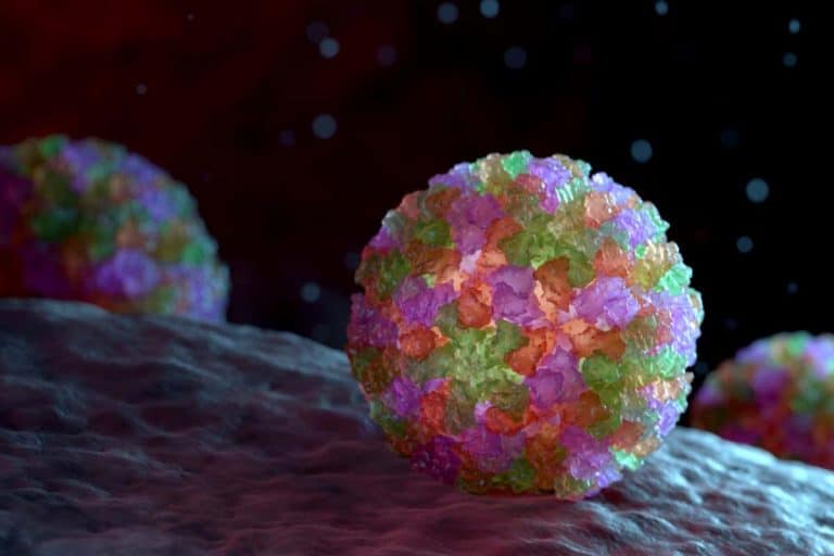 Norovirus