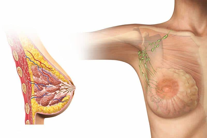 Cancro al seno her2-positivo, er-negativo: efficacia potenziata con il nuovo trattamento moffitt