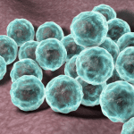 Chlamydia pneumoniae: possibile relazione con l'alzhaimer %chlamydia pneumoniae: possibile relazione con l'alzhaimercount(title)% Chlamydia pneumoniae: possibile relazione con l'alzhaimer