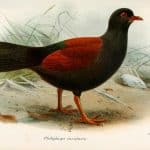 Piccione-fagiano dal pelo nero: rivisto dopo ben 140 anni %piccione-fagiano dal pelo nero: rivisto dopo ben 140 annicount(title)% Piccione-fagiano dal pelo nero: rivisto dopo ben 140 anni